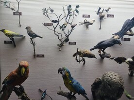 上海科技馆鸟类展区