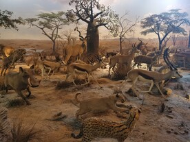 上海科技馆自然展区动物世界