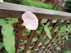 篱笆架上的粉色牵牛花
