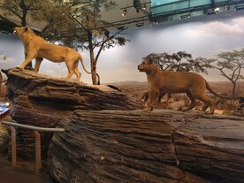 上海科技馆自然展区狮子