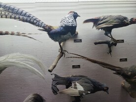上海科技馆鸟类展区标本