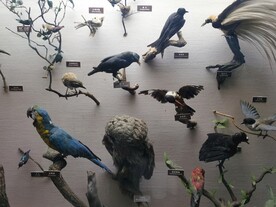 上海科技馆鸟类展区