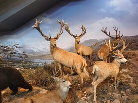 上海科技馆自然展区鹿