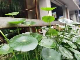 绿意盎然的铜钱草