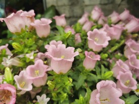 粉色风铃花风铃草