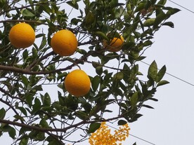 金黄色的柚子和柚子树