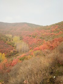 风景