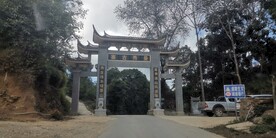 易武 茶山 茶树