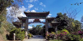 易武 茶山 茶树