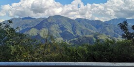 茶山 茶树 乔木 高山