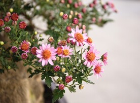 雏菊