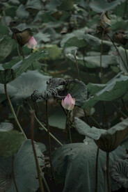 荷