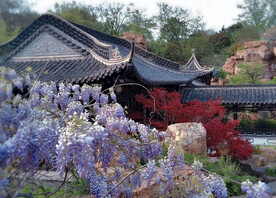 紫藤风景