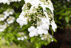 琼花