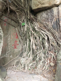 老树根