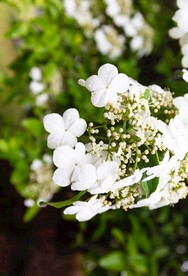 琼花 