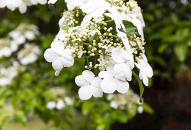琼花