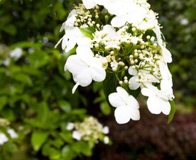 琼花