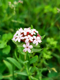 小花