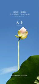 大暑节气海报
