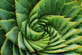 芦荟细节