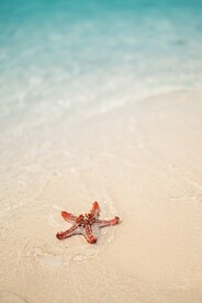 海星