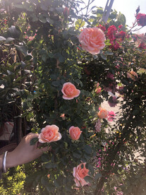 有花堪折直须折