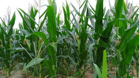 玉米生长图