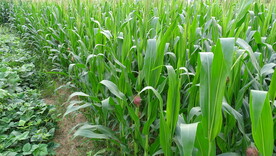 玉米