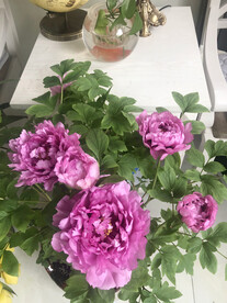 牡丹花