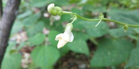 豆角花