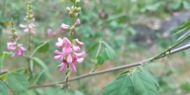 木蓝花