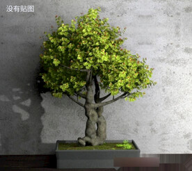 C4D模型景观树盆栽