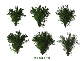 橡树