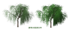 柳树