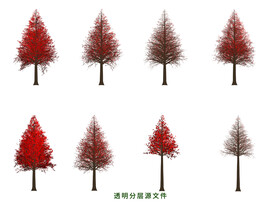 红杉树