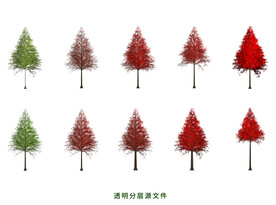 红杉树