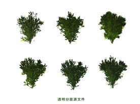 橡树素材