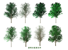 白蜡树