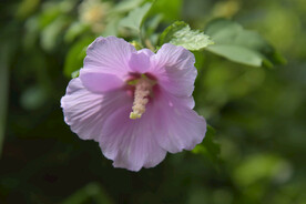 木槿花