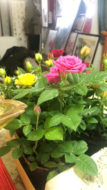 花 