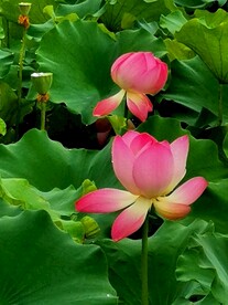 荷花 