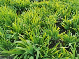 鸢尾丛