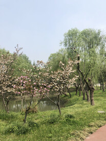 桃花开杏花开