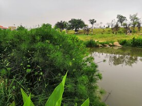 翰林湖边一埃及莎草