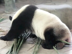 大熊猫