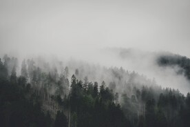 森林