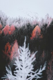 森林