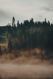 森林
