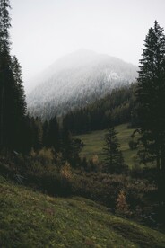 森林
